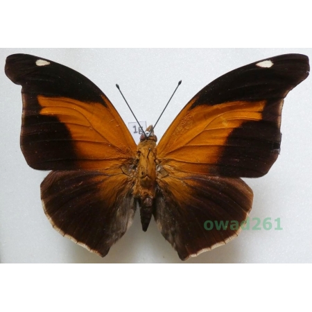 Historis odius (Fabricius, 1775) Peru 94mm1g